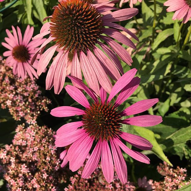 instagrambild